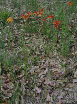 Imagem de Anigozanthos humilis subsp. humilis