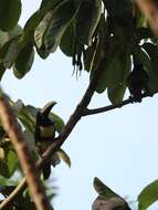 Image of Black-necked Aracari