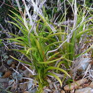 Image of Acrolophia micrantha (Lindl.) Pfitzer