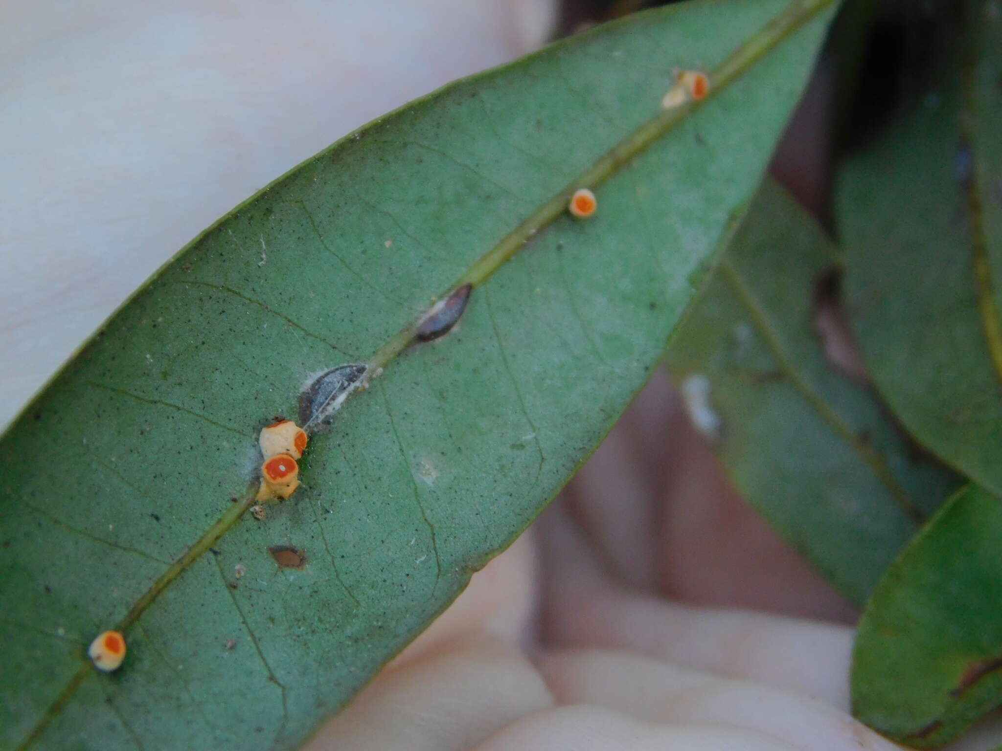 Image of Moelleriella epiphylla (Massee) P. Chaverri & K. T. Hodge 2008