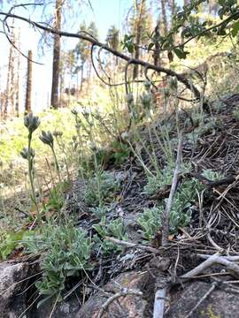 Imagem de Antennaria marginata Greene