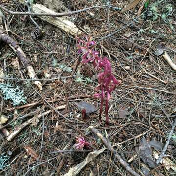 Image of Pacific coralroot