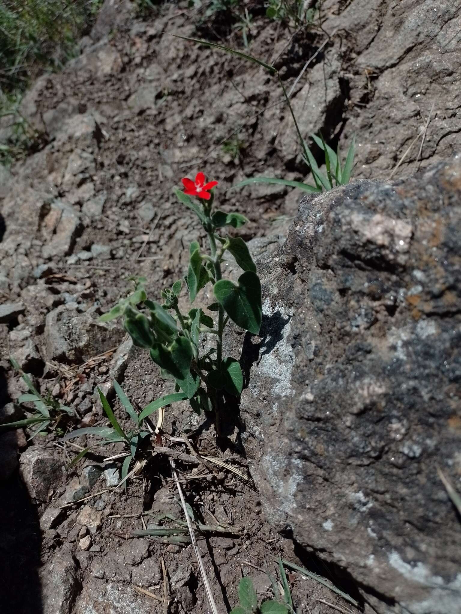 Image of Oxypetalum coccineum Griseb.