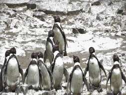 Image of Humboldt Penguin