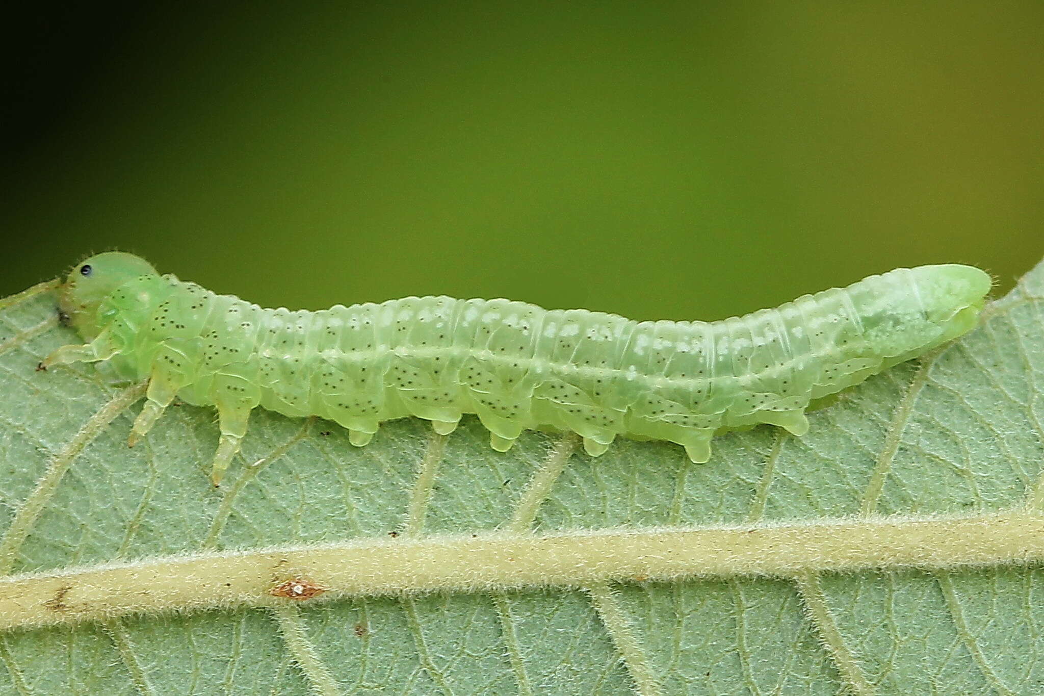 Image de <i>Euura stenogaster</i>