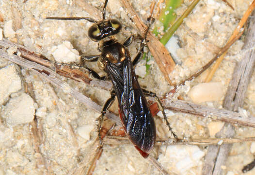 Image de Larra bicolor Fabricius 1804