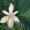 Image of Magnolia gilbertoi (Lozano) Govaerts
