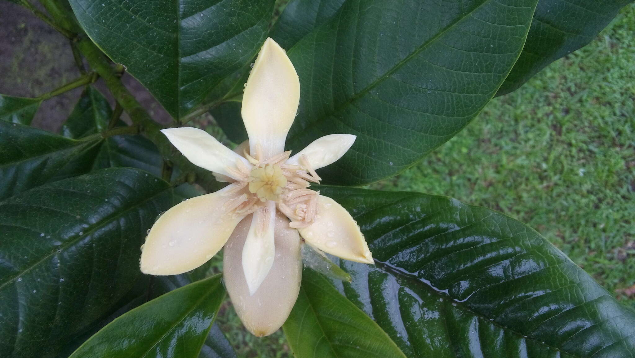 Image of Magnolia gilbertoi (Lozano) Govaerts
