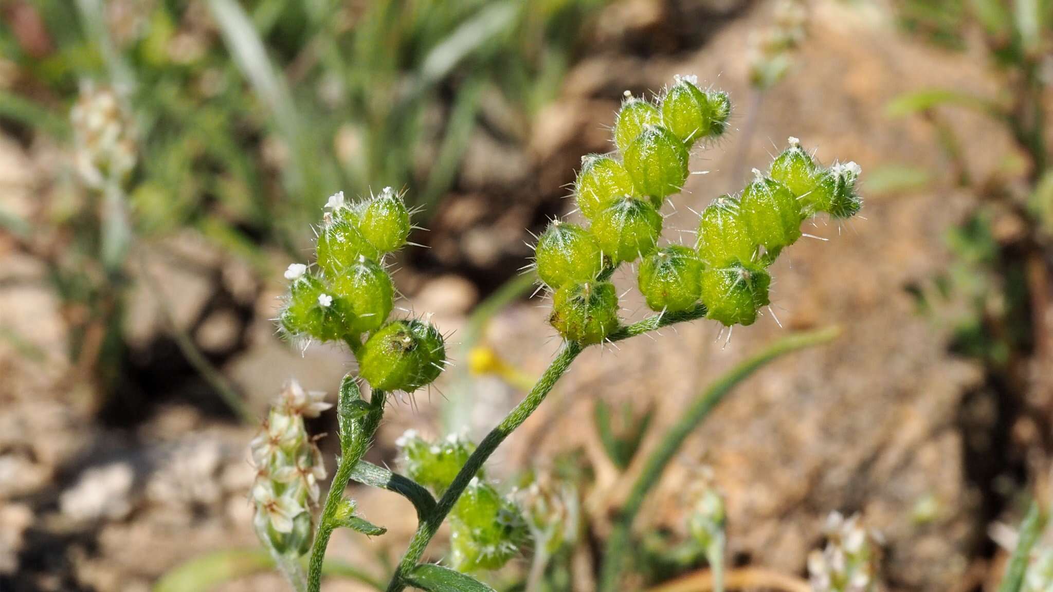 Plancia ëd Cryptantha pterocarya var. cycloptera (Greene) J. F. Macbr.