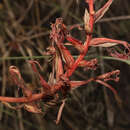 Porphyrostachys pilifera (Kunth) Rchb. fil.的圖片