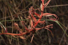 Image of Porphyrostachys pilifera (Kunth) Rchb. fil.