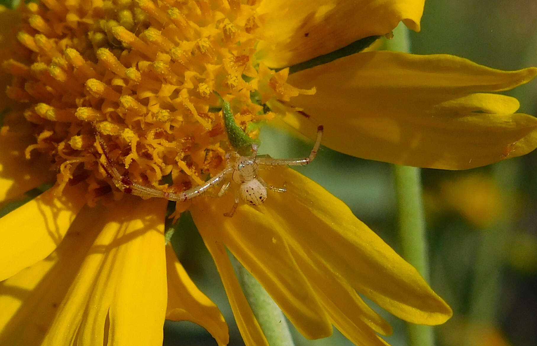 Image of Swift Crab Spider