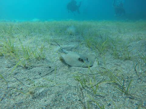 Image of Common Stingray