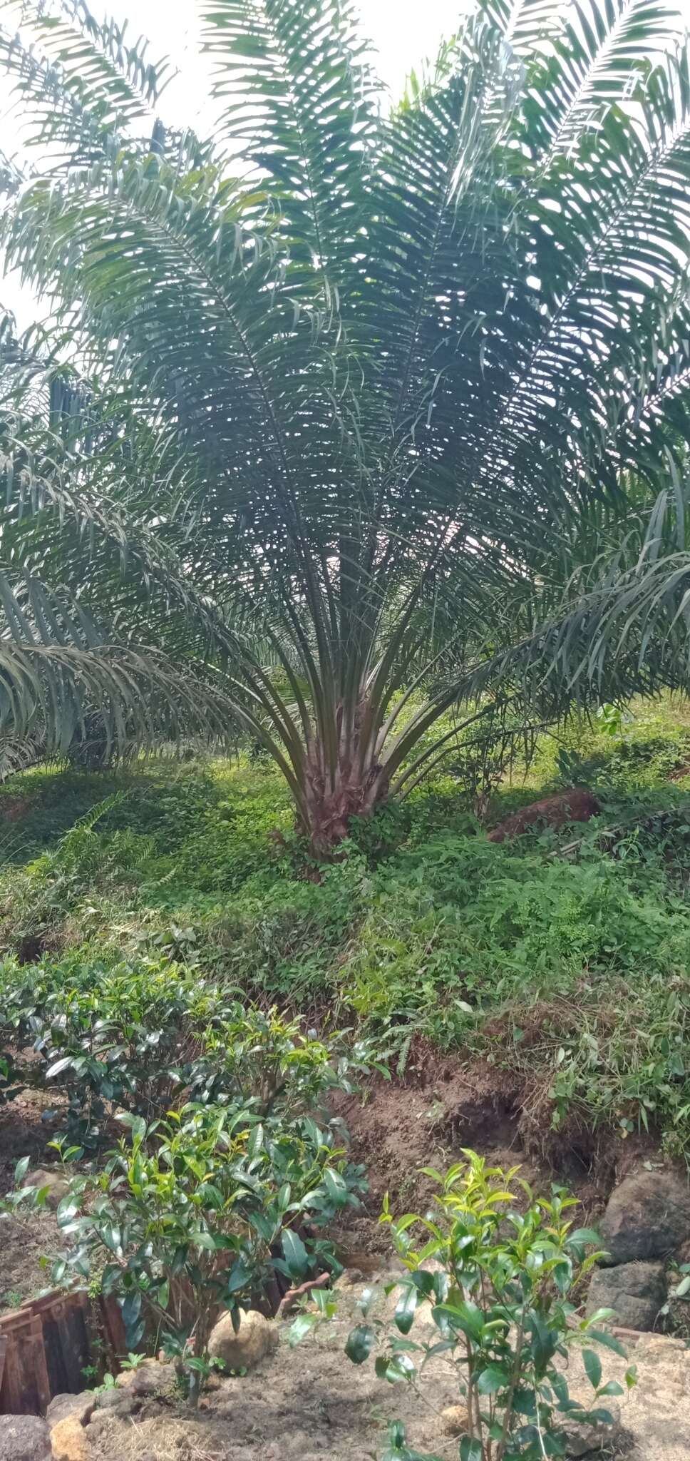 Image of oil palm