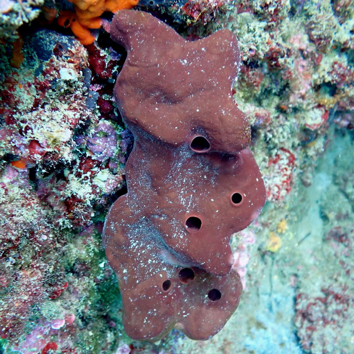 Image of stony sponge