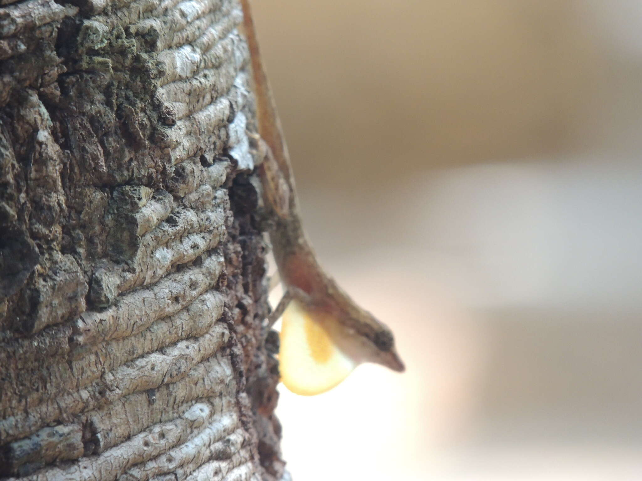 Imagem de Anolis rodriguezii Bocourt 1873