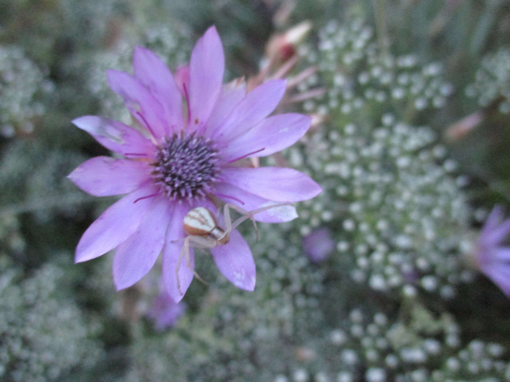 Xeranthemum annuum L. resmi