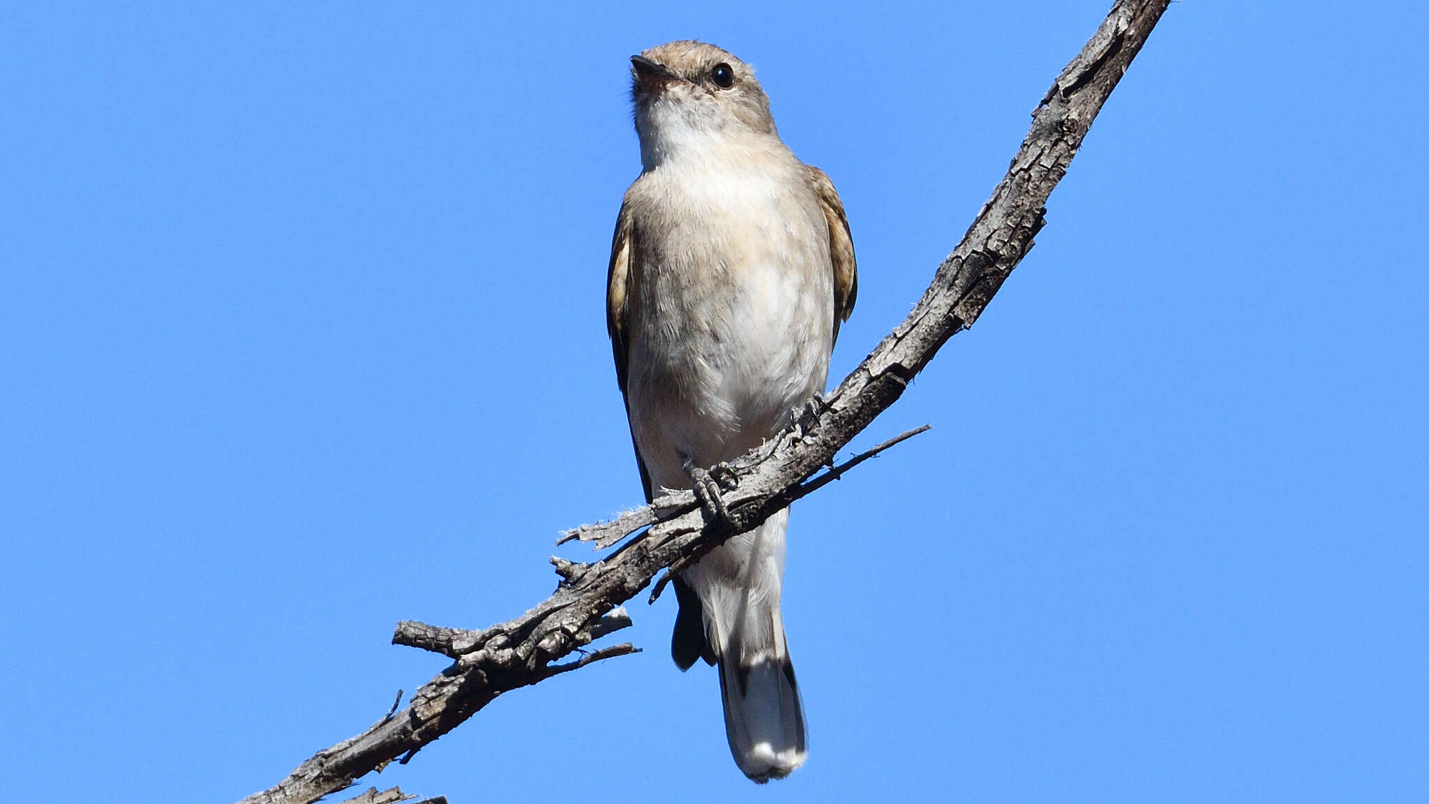 صورة Microeca fascinans (Latham 1801)