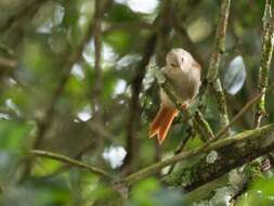 Image of Gray-headed Spinetail