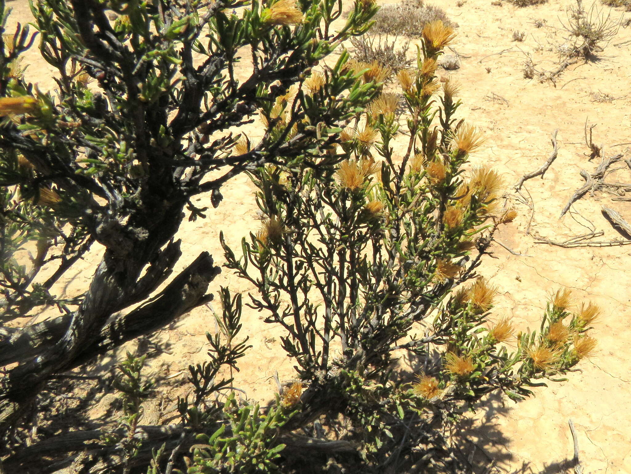 Image de Pteronia tricephala DC.