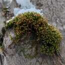 Image of ulota moss