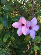 Image of Madagascar rubbervine