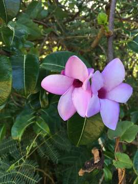 Cryptostegia madagascariensis Boj. resmi