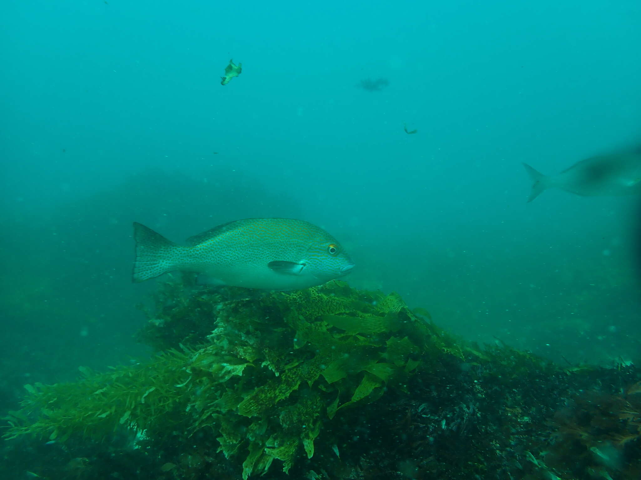 Plancia ëd Plectorhinchus flavomaculatus (Cuvier 1830)