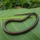 Image of Kinkelin Graceful Brown Snake