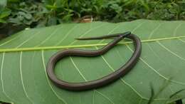 Image of Kinkelin Graceful Brown Snake