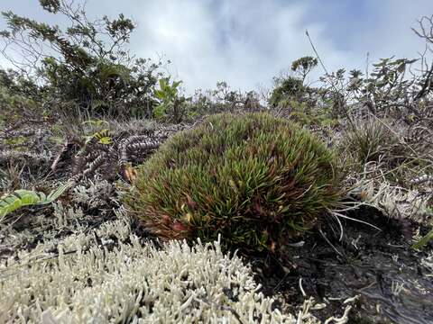 Sivun Oreobolus furcatus H. Mann kuva