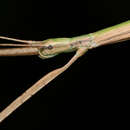 Image of Manomera blatchleyi (Caudell 1905)