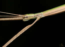 Image of Manomera blatchleyi (Caudell 1905)