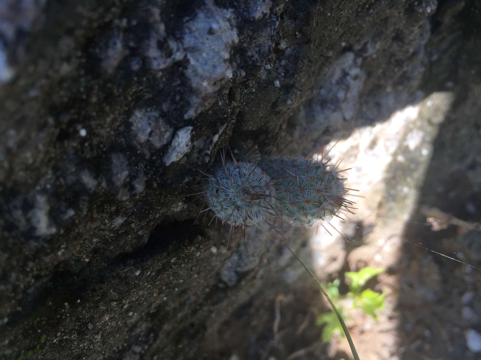 صورة Mammillaria pottsii Scheer ex Salm-Dyck