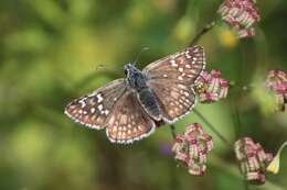 Image of Pyrgus sidae Esper 1784