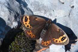 Erebia epistygne Hübner 1816 resmi