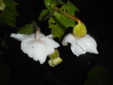 Слика од Begonia villifolia Irmsch.