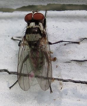 Image of <i>Anthomyia oculifera</i> Bigot 1885