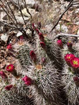 صورة Echinocereus coccineus subsp. coccineus