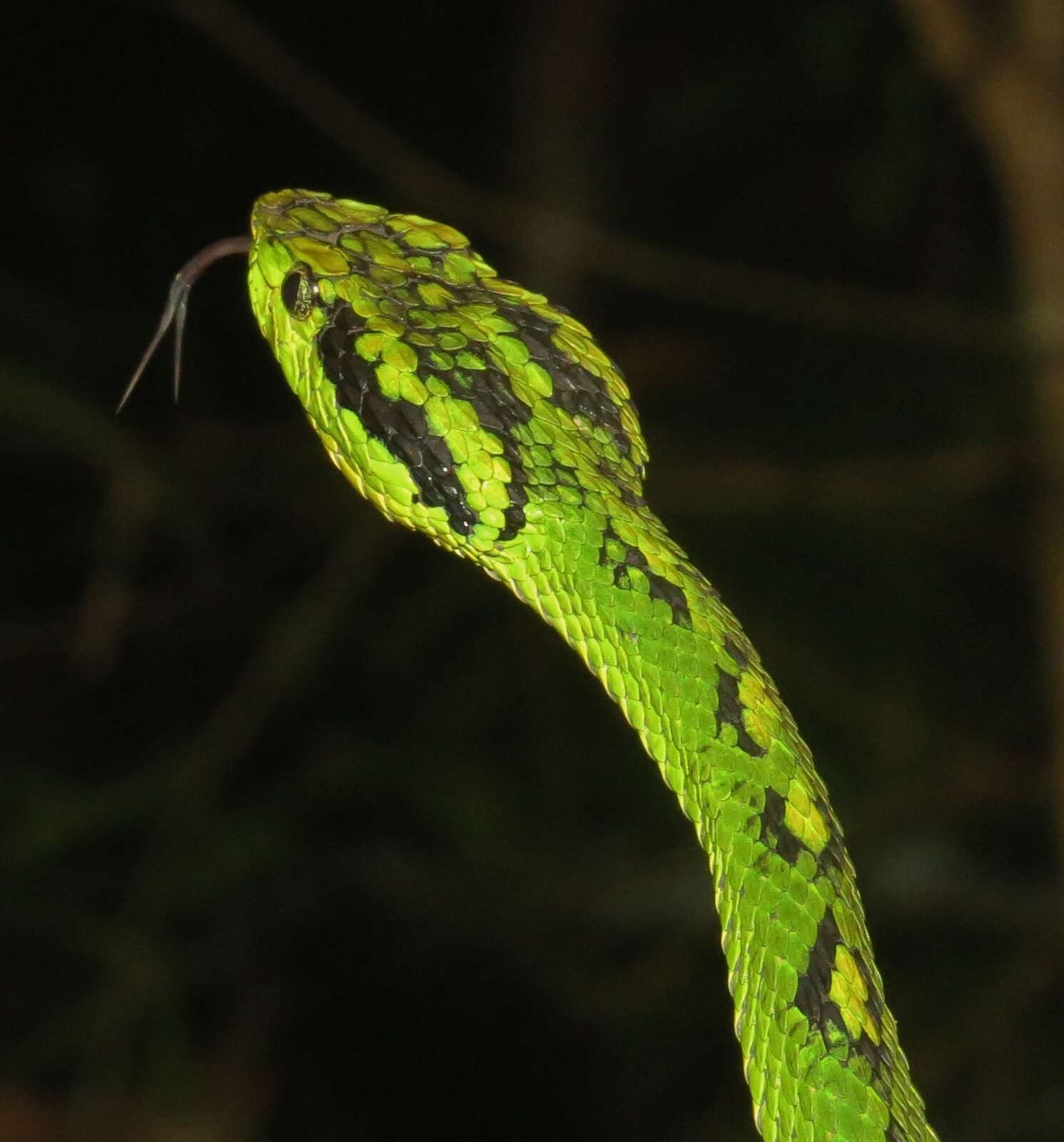 Image of Yellow-blotched Palm Pit Viper