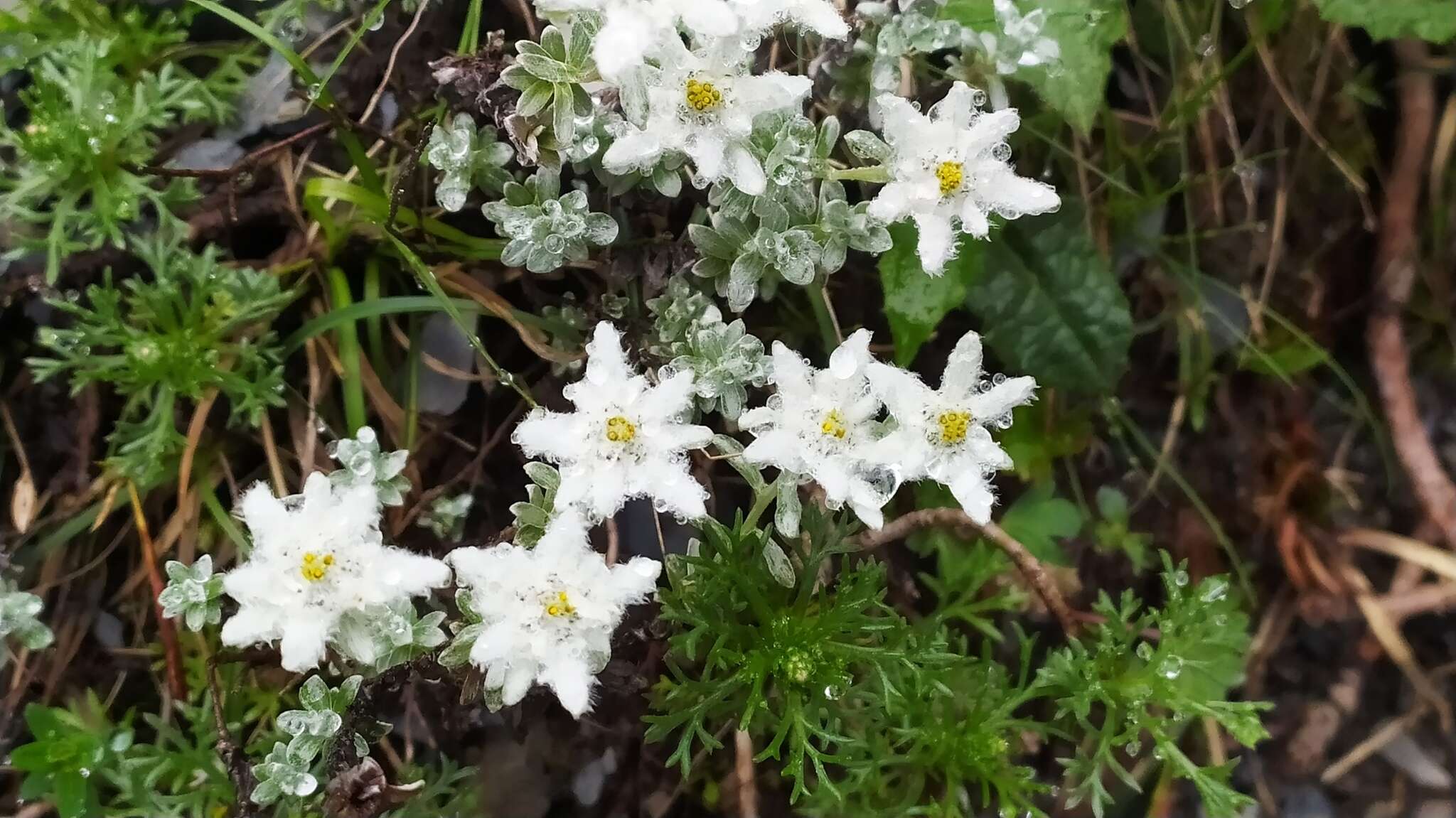 Image of Leontopodium microphyllum Hayata