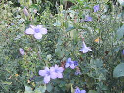 Imagem de Barleria obtusa Nees