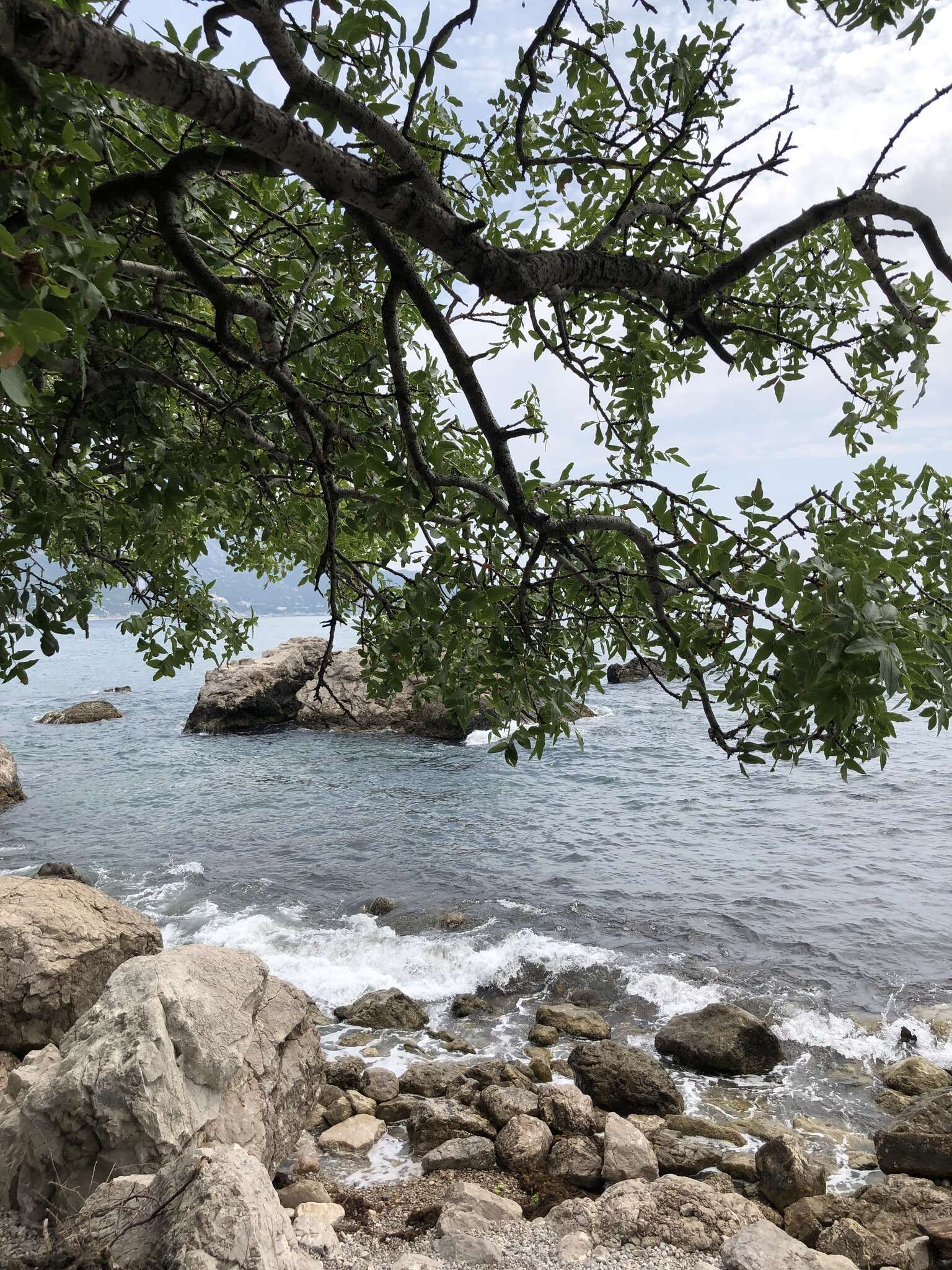 Image of Mt. Atlas mastic tree