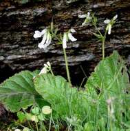 Streptocarpus davyi S. Moore resmi