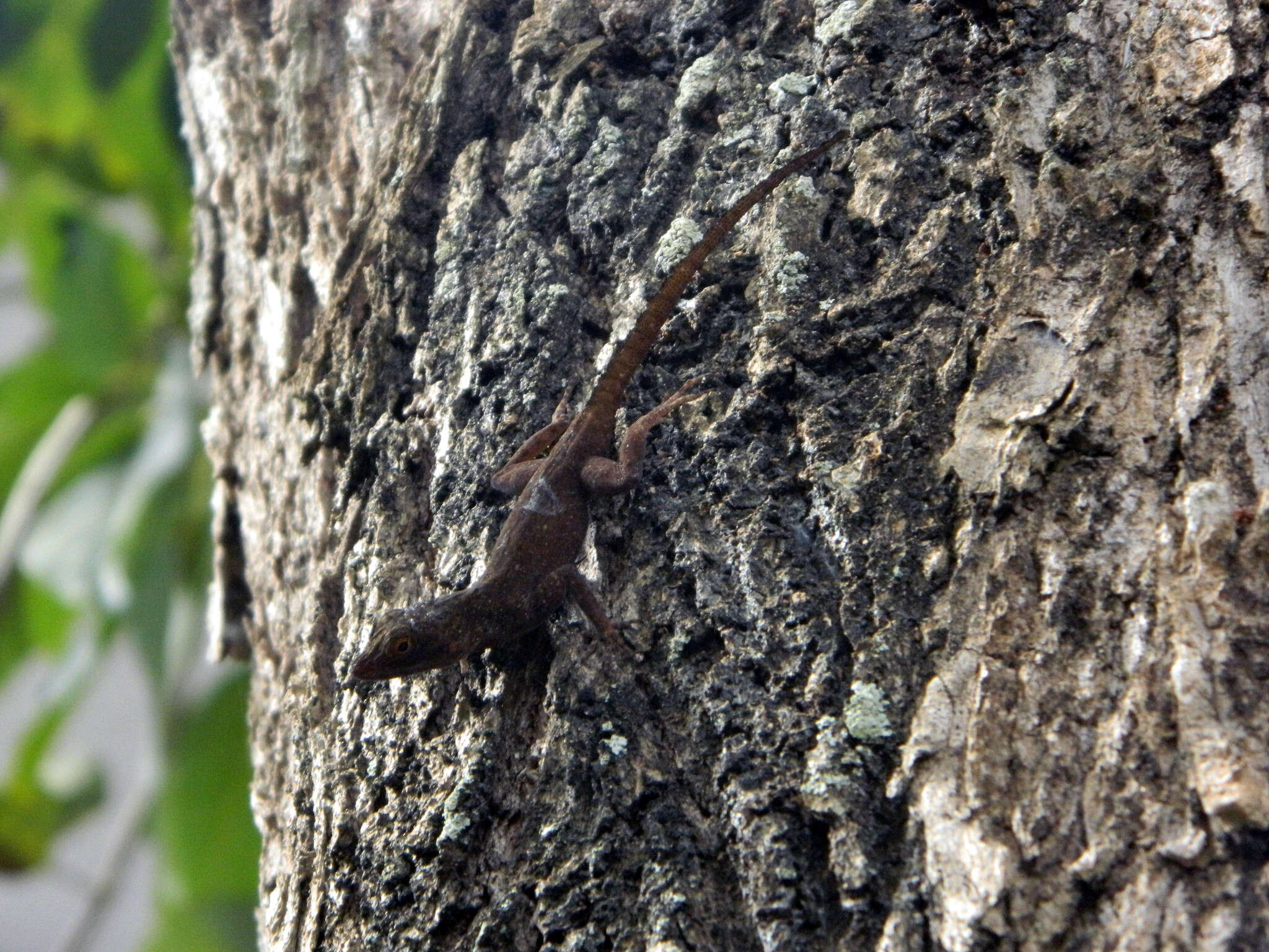 Image of Anolis ignigularis Mertens 1939