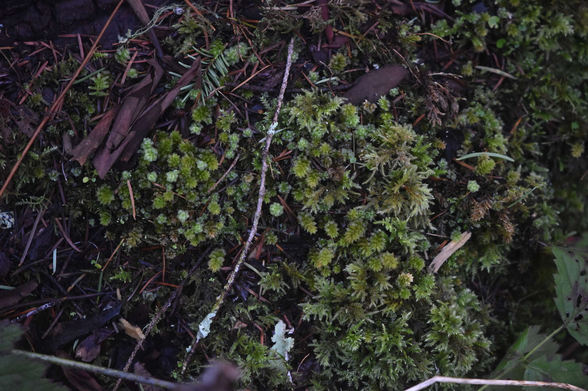 Image of plagiomnium moss