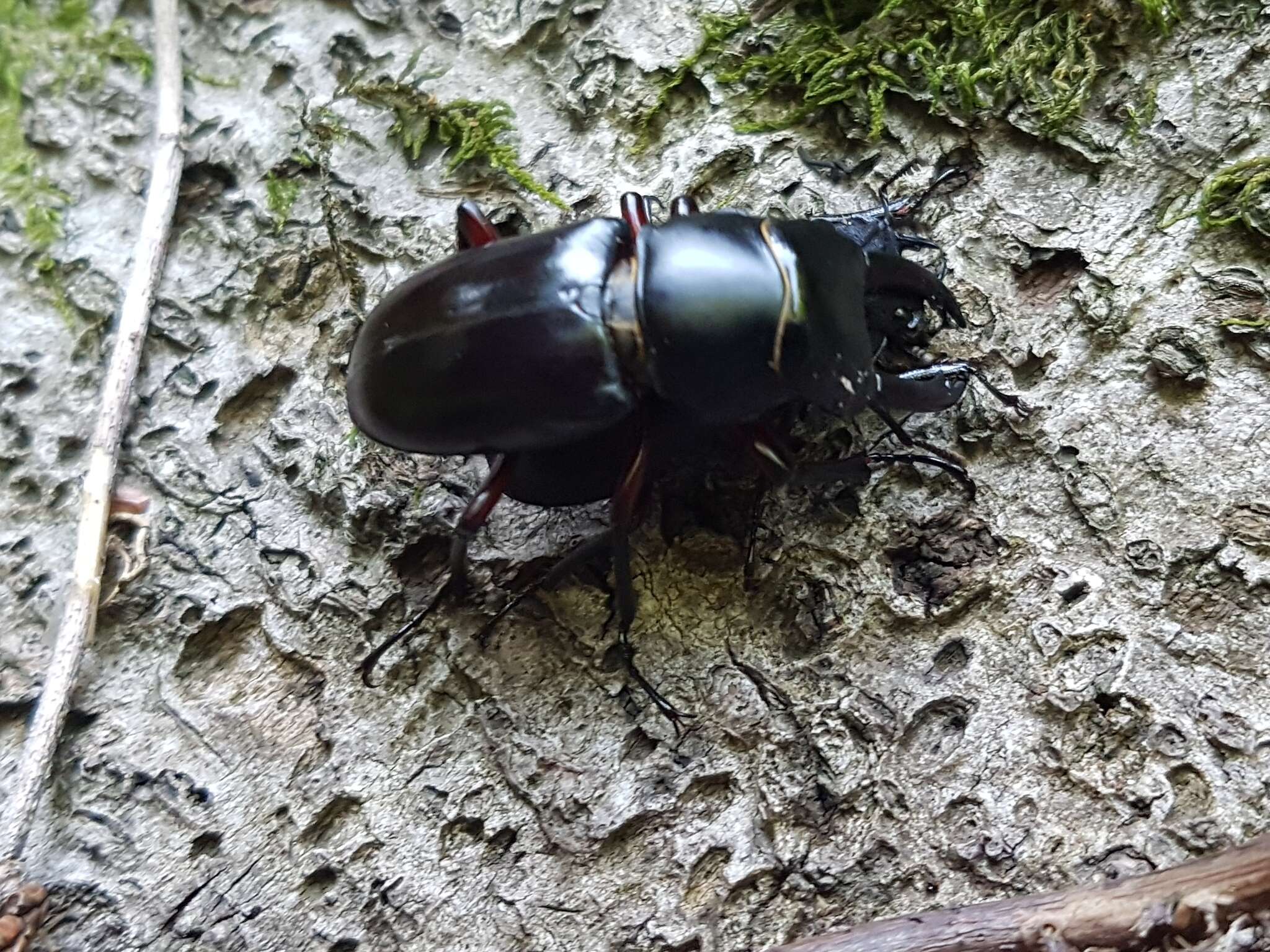 Image of <i>Dorcus <i>rubrofemoratus</i></i> rubrofemoratus