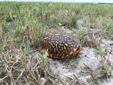 Слика од Terrapene ornata ornata (Agassiz 1857)