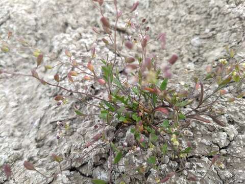 صورة Lepidium jaredii Brandegee