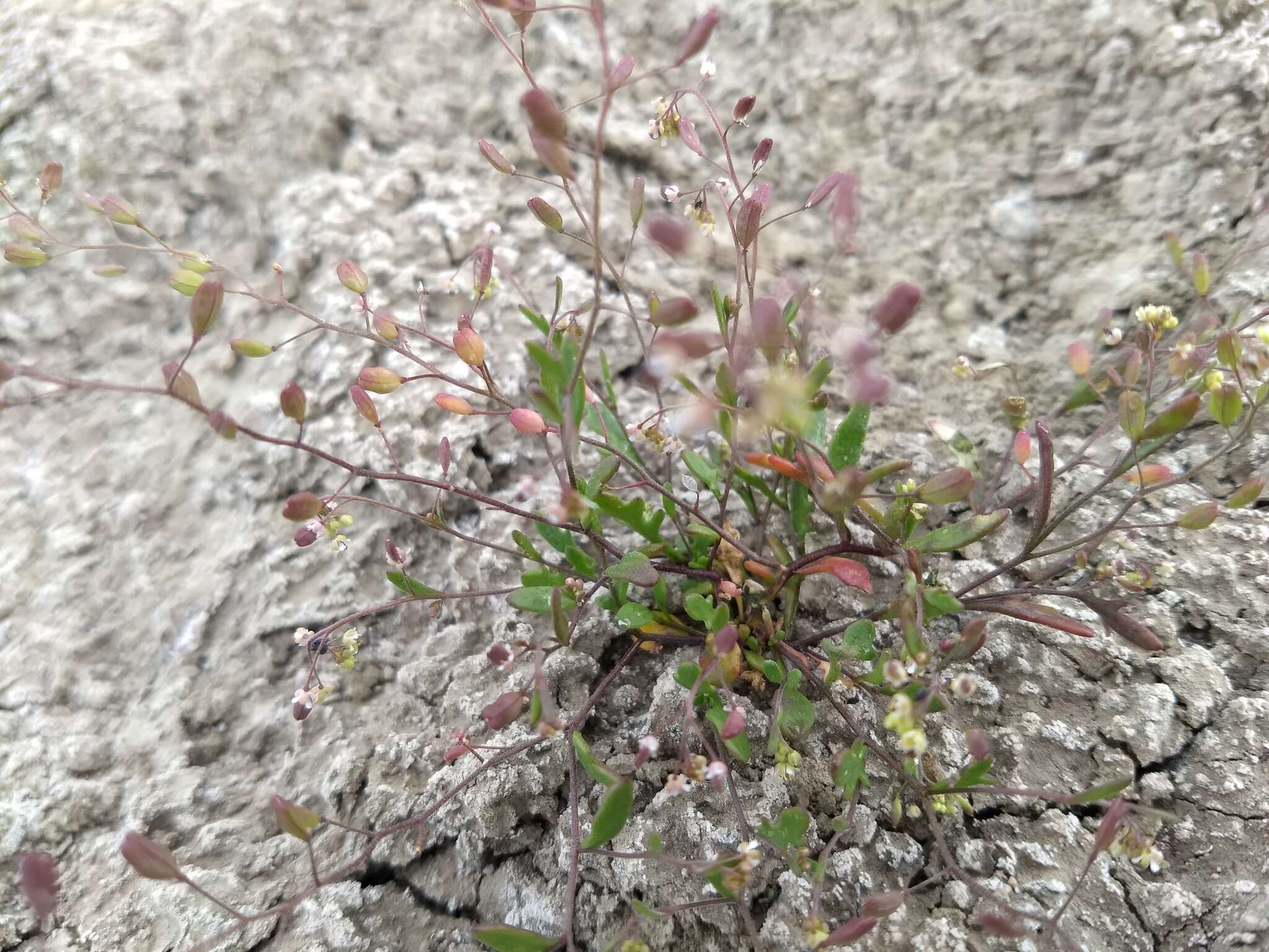 Image of Jared's pepperweed